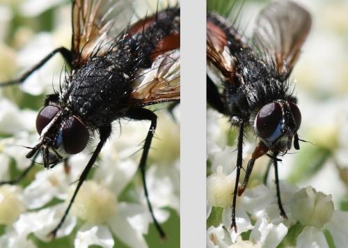 Réf. 263 697 : Eriothrix rufomaculata